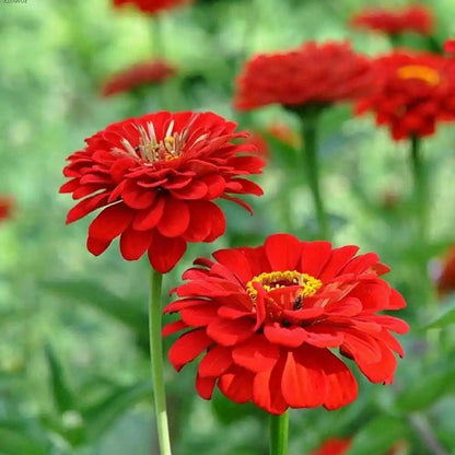 Zinnia Red Tall Flower Seeds
