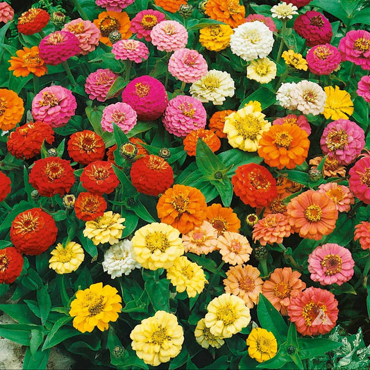 Zinnia Thumbelina Mixed Summer Flower Seeds