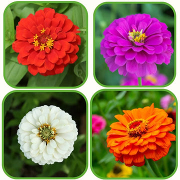Zinnia Liliput Mixed Flower Seeds