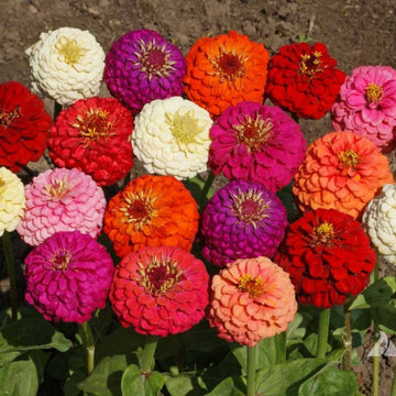 Zinnia Liliput Mixed Flower Seeds