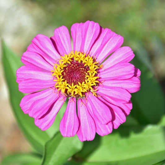 Zinnia F1 Tall Pink Summer Flower Seeds