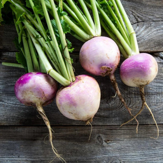 Turnip Imported Purple Top Vegetable Seeds