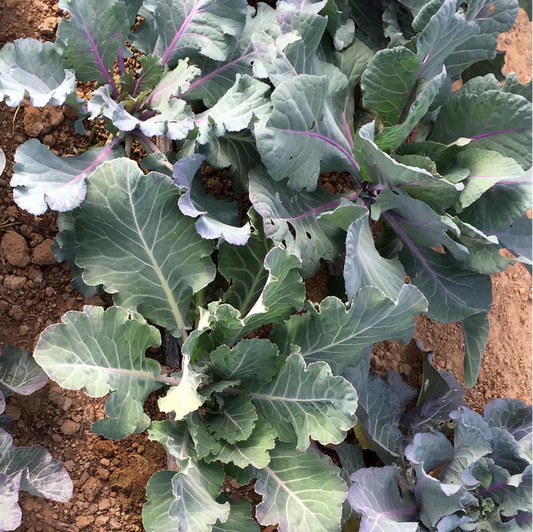 Purple Brassica Collard-Kale Microgreens Seeds