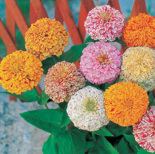 Zinnia Peppermint Stick Summer Flower Seeds