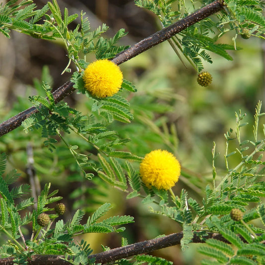 Fragrant Acacia Farnesiana Herb Seeds