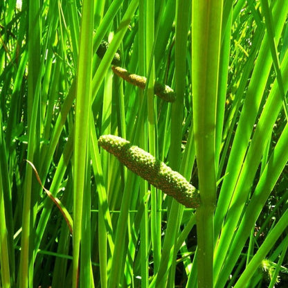 Acorus Calamus Herb Seeds