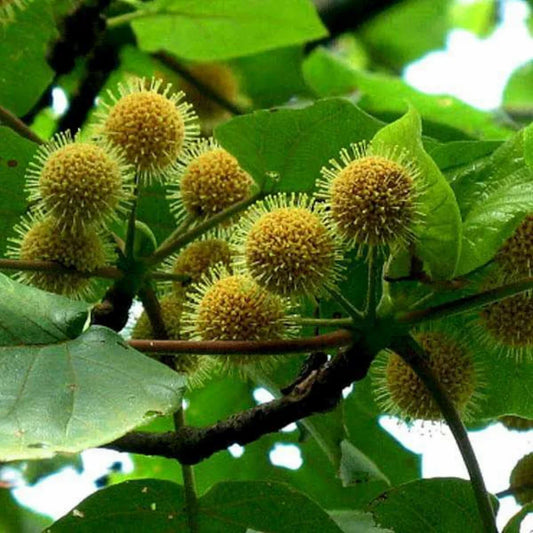 Adina Cordifolia Herb Seeds