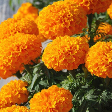 Marigold F2 Orange Dwarf Flower Seeds