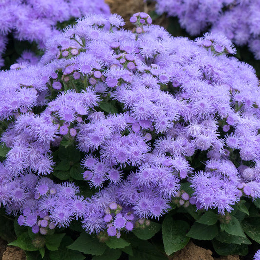 Ageratum F1 Harma Mixed Seeds
