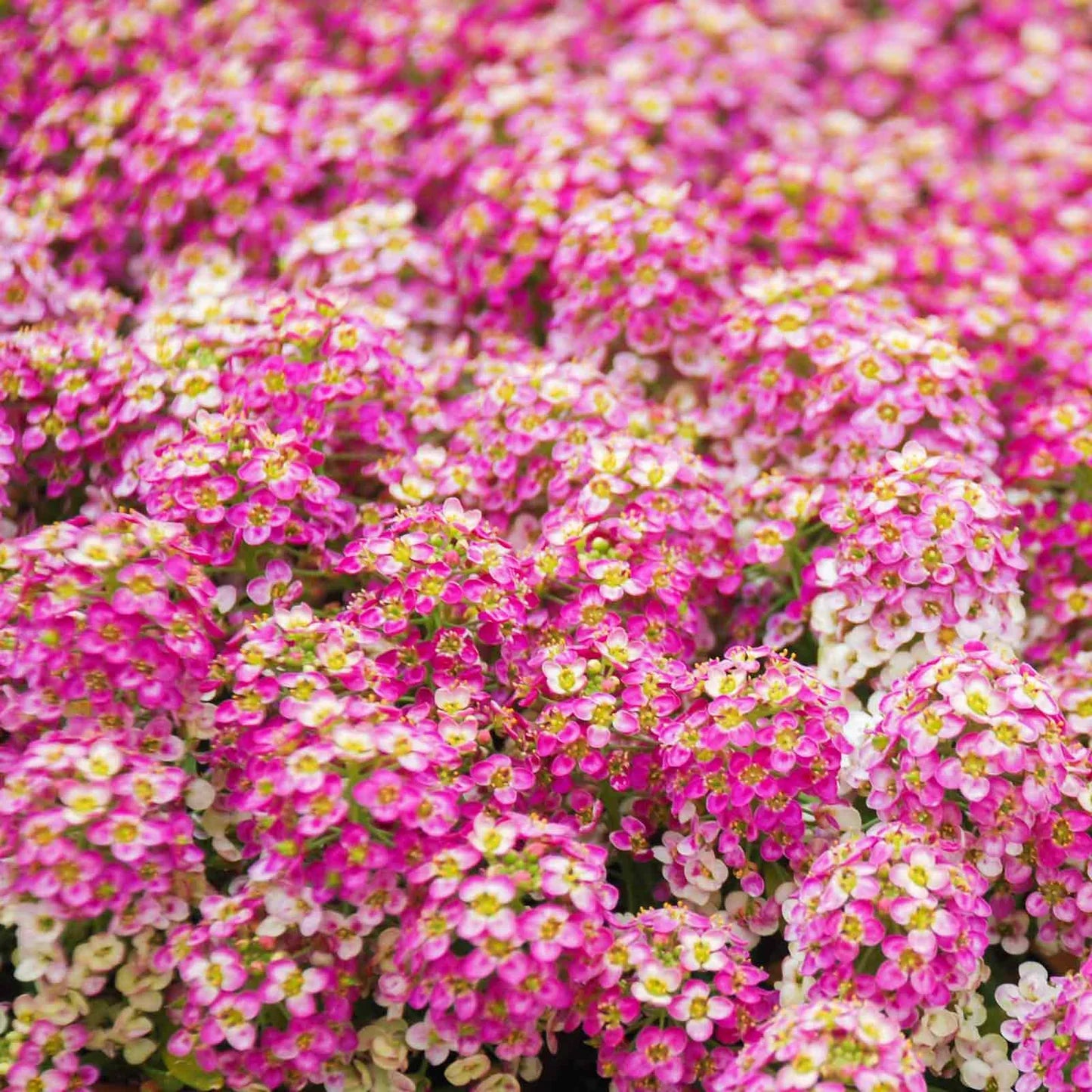 Alyssum Rosie-O-Day Seeds