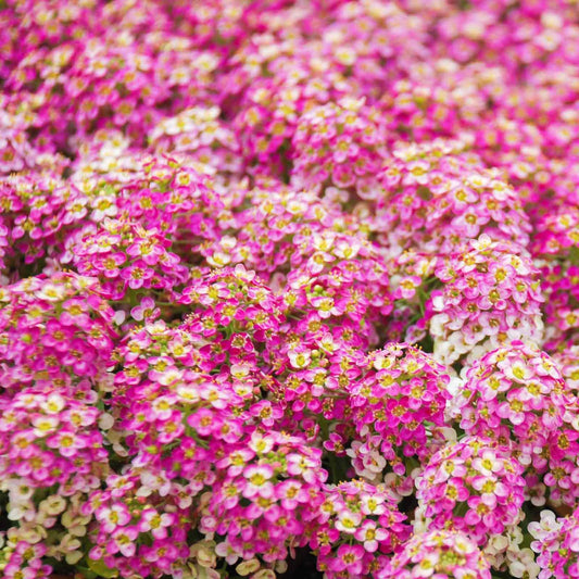 Alyssum Rosie-O-Day Seeds