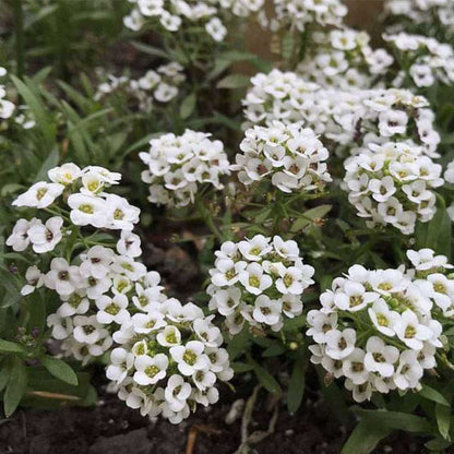 Alyssum Snow Carpet Mixed Seeds