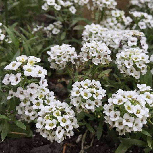 Alyssum Snow Carpet Mixed Seeds