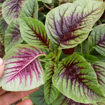 Amaranthus Choulai Misticanza Microgreens Seeds