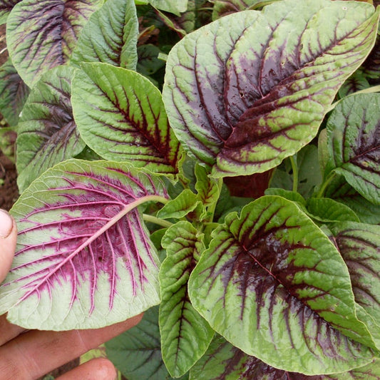Amaranthus Choulai Misticanza Microgreens Seeds