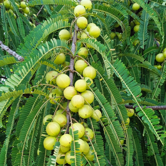 AAMLA Vegetable Seeds - Premium Quality for Healthy Growth & Harvest