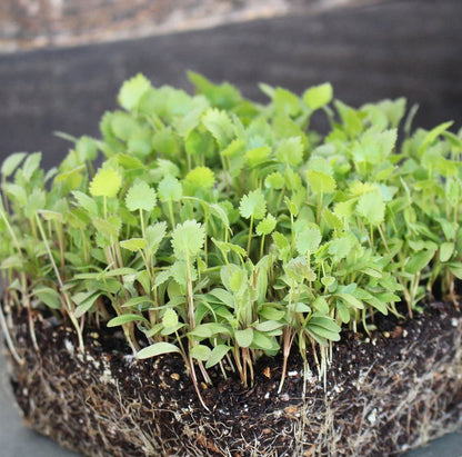 Anise Microgreens Seeds – Imported