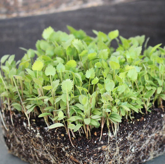 Anise Microgreens Seeds – Imported