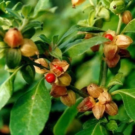 Ashwagandha Plant Seeds (Withania somnifera) – Premium Gardening Herb Seeds