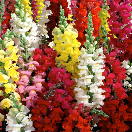 Antirrhinum Dwarf Mixed Seeds