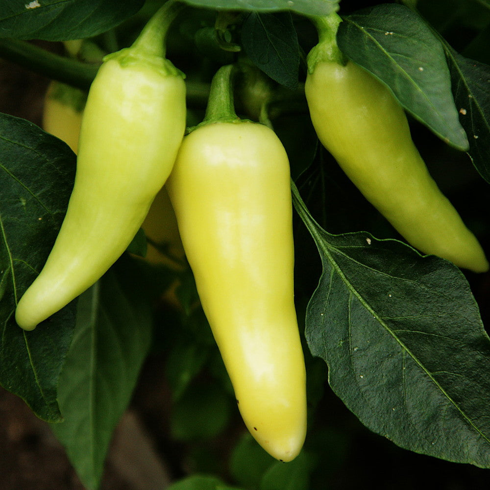 Pepper Imported Santa Fe Grande Exotic Vegetable Seeds