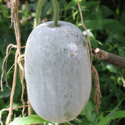 Ash Gourd Hybrid Raumak Vegetable Seeds