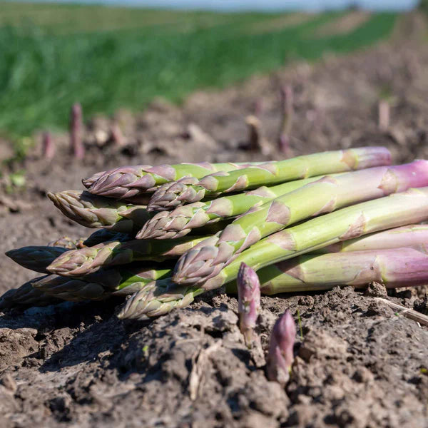 ASPARAGUS UC 157 Exotic Vegetable Seeds