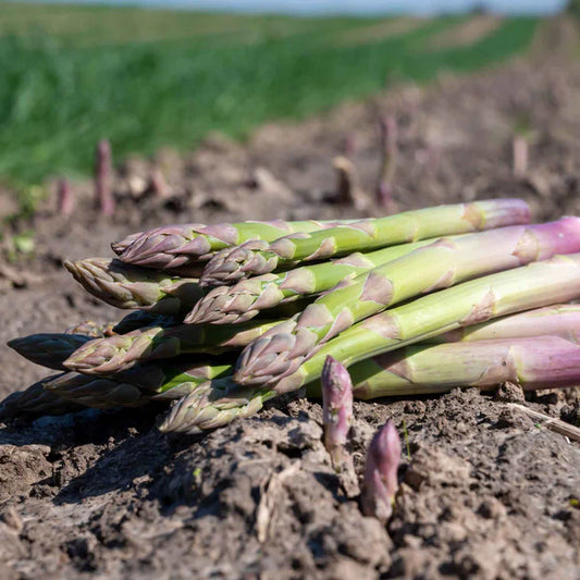 ASPARAGUS UC 157 Exotic Vegetable Seeds