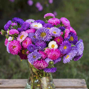Aster Mixed Color Flower Seeds
