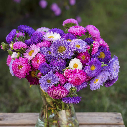 Aster Mixed Color Flower Seeds