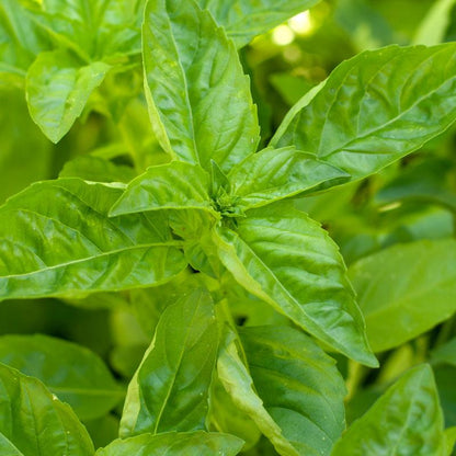 Sweet Basil Microgreens Seeds