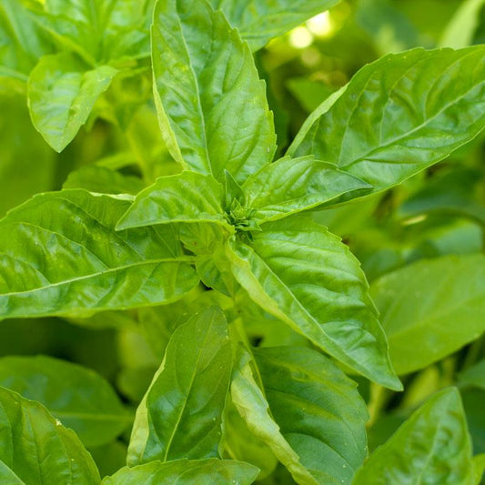Sweet Basil Microgreens Seeds