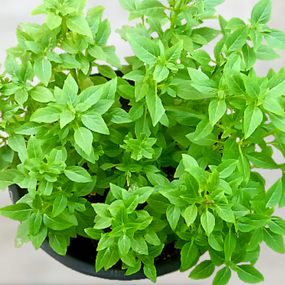 Basil Mint Basil Microgreens Seeds