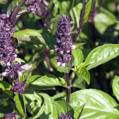 Cinnamon Basil Herb Seeds