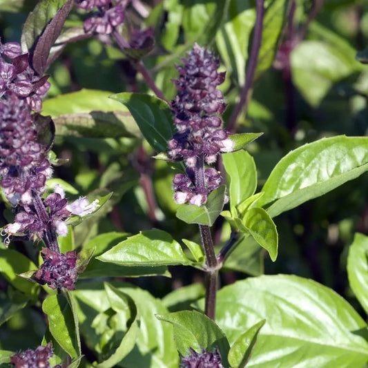 Cinnamon Basil Herb Seeds
