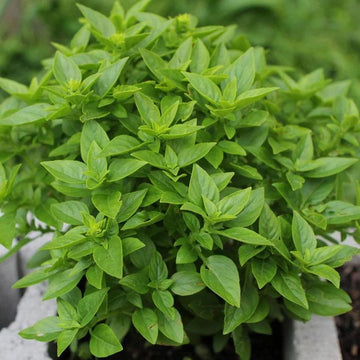 Basil Graco Small Leaf Basil Microgreens Seeds
