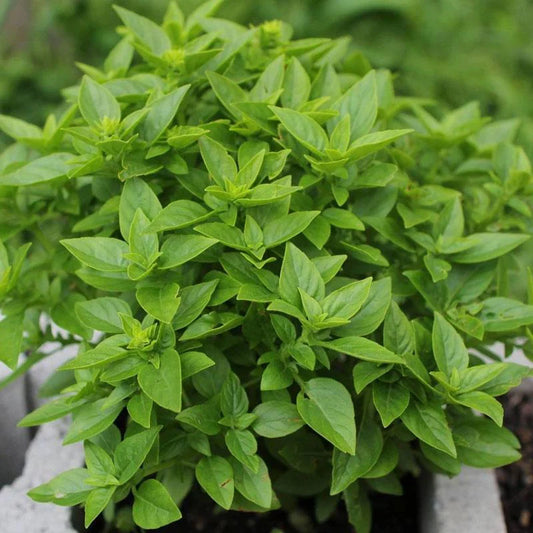 Basil Graco Small Leaf Basil Microgreens Seeds
