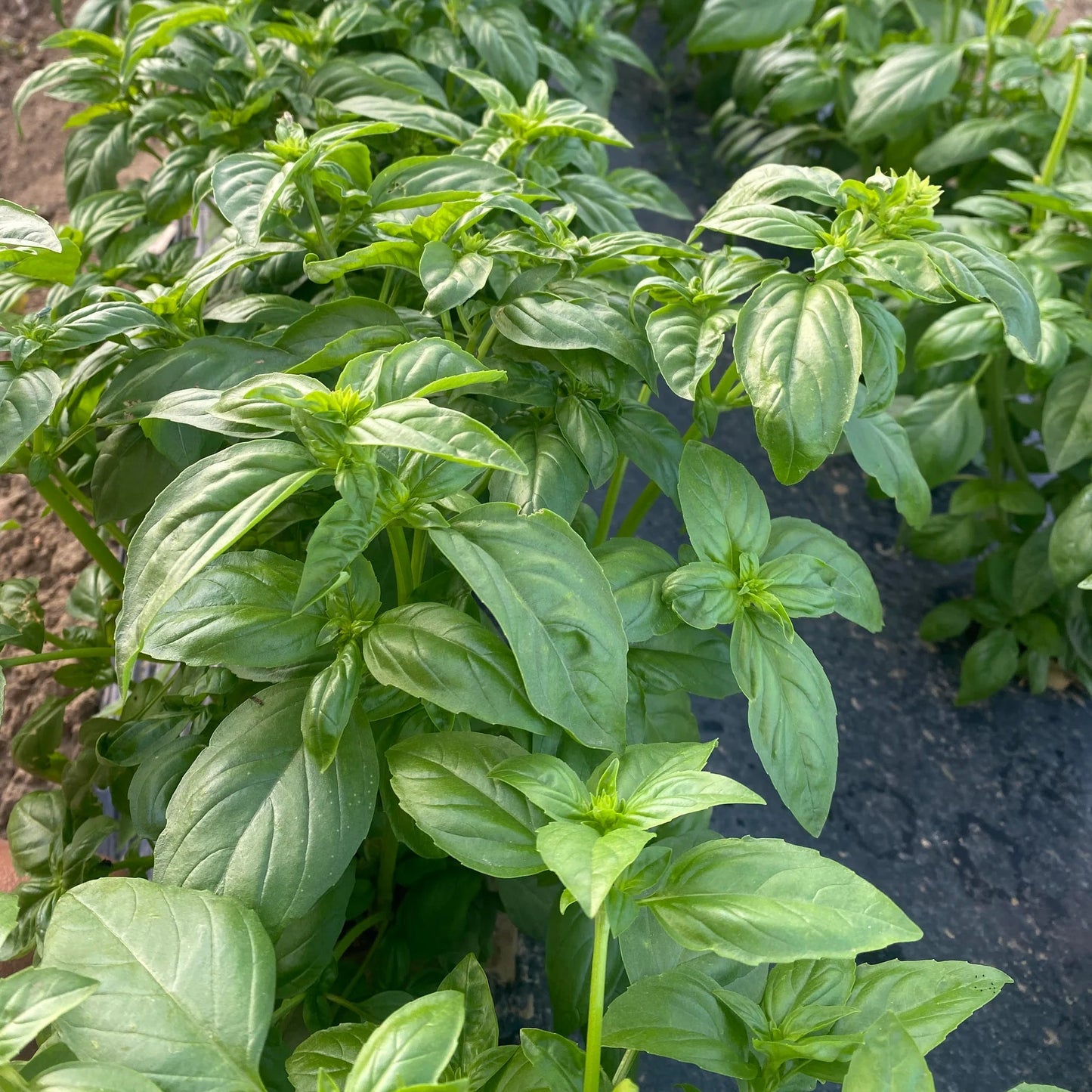 Basil Genovese Green Herb Seeds