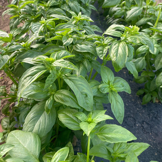 Basil Genovese Green Herb Seeds