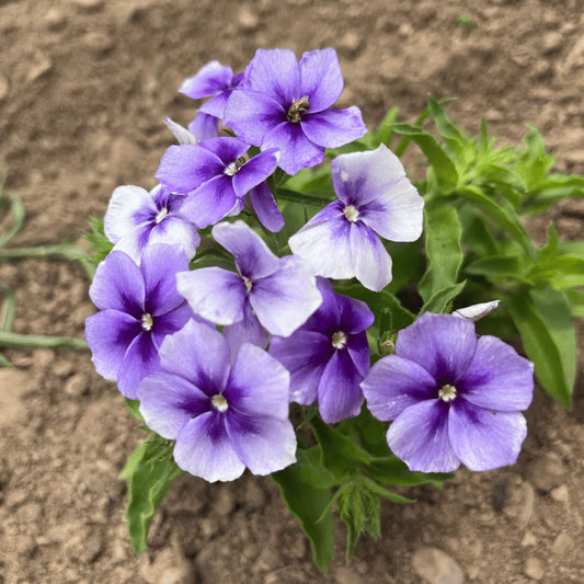Phlox Beauty Blue Winter Flower Seeds