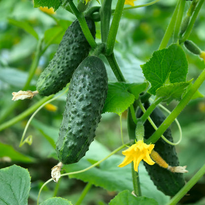 Cucumber Beit Alfa Vegetable Seeds