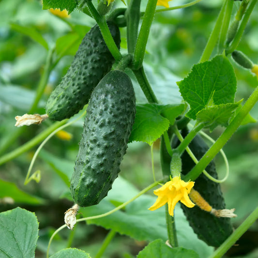 Cucumber Beit Alfa Vegetable Seeds