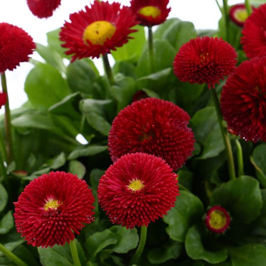 Daisy Bellis Red Winter Flower Seeds