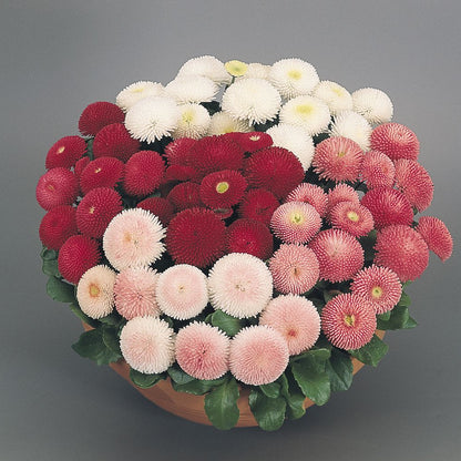 Daisy Bellis Mixed Winter Flower Seeds