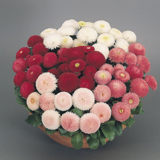 Daisy Bellis Mixed Winter Flower Seeds