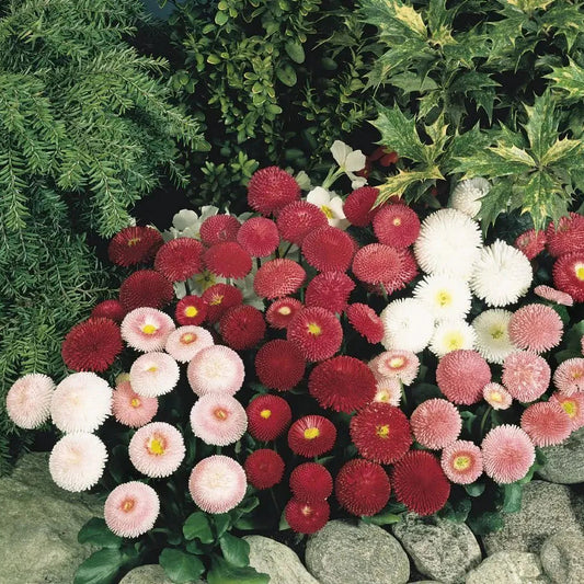 Daisy Bellis Mixed Winter Flower Seeds