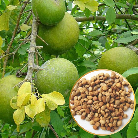Bel Tree Herb Seeds