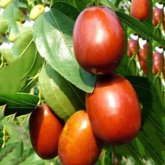 Gol Ber Fruit Seeds