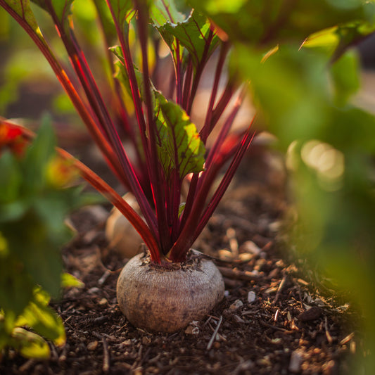 Beet Root F1 Hybrid Vegetable Seeds