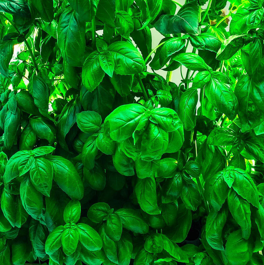 Basil Genovese Green Herb Seeds